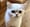 Binkey