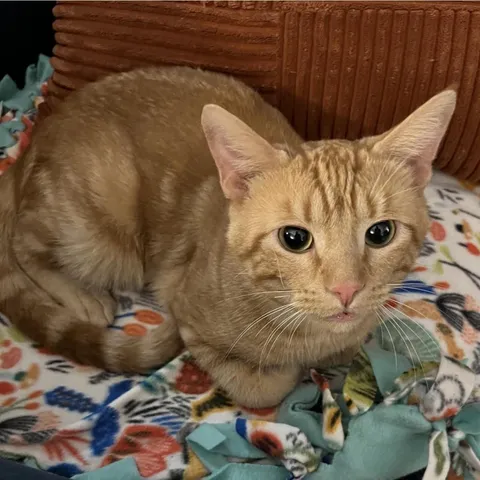 Andy, adopted from Clover’s Cat Club