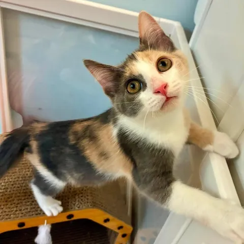 Moana, adopted from Cat Nap Lodge
